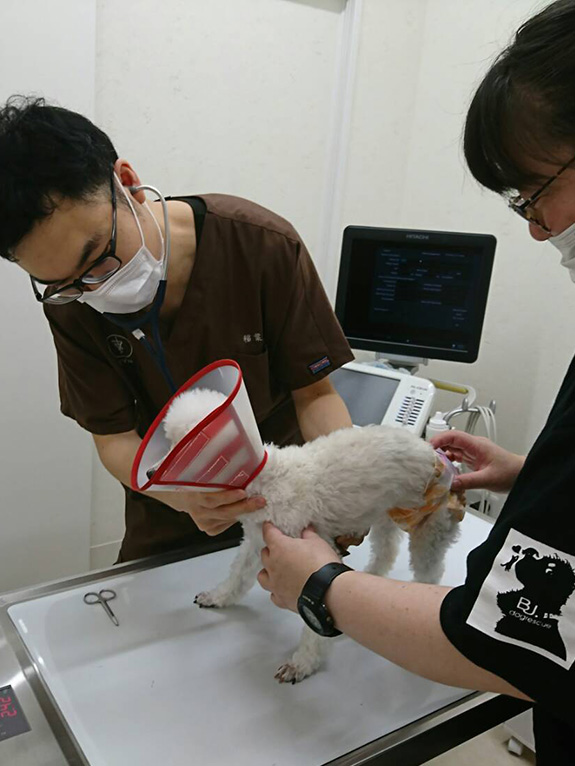 写真：犬の健康チェック